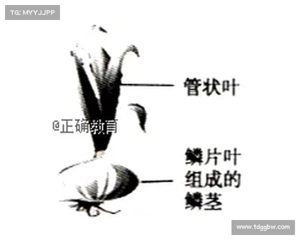 冰虫鳞片的六大结构与功能特点解析及其在生物学中的应用研究 冰虫鳞片的六大结构与功能特点解析及其在生物学中的应用研究